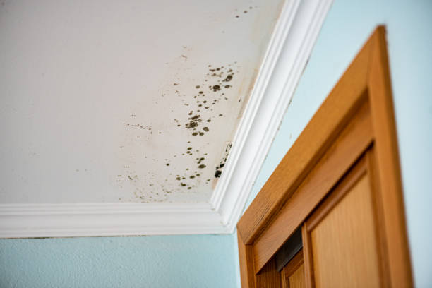 Fort Lee, VA Mold Removal Company